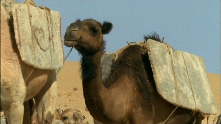 Сахара с Майклом Пэйлином