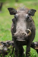 Кабанья мама